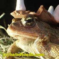 /home//u458753944/public_html/sourcegallery///////Roxborough Toad Detour/2013-2019/2018/2018-04-13/P4130023.JPG